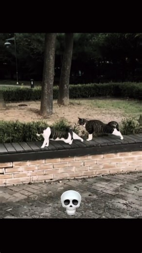 We Don't Need DNA Test Bro🤫