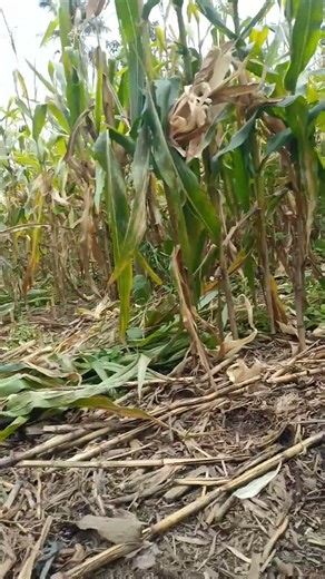 panen jagung#trending #viral #vidio