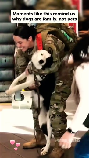 After Months Apart, This Dog Finally Sees His Owner | Best Reunion Ever 🥺✨ #shorts #reunion #dogs