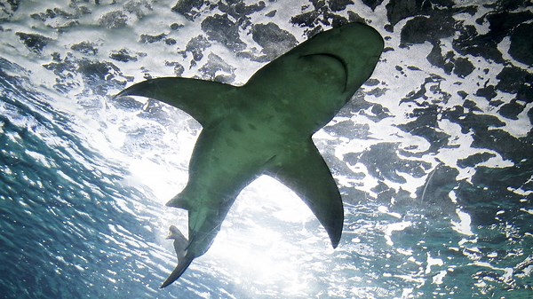 Click Bait: Netflix Tests the Waters With More Shark Content