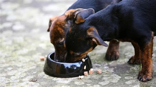 5,700 pounds of dog food recalled over risk of salmonella – what to know