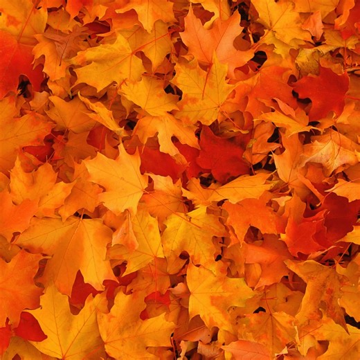 31 reactions · 5 comments |  Spooky2 Autumn Sale Begins Here — 6% OFF Sitewide! Coupon Code: FALL2025 | Spooky2 | Facebook