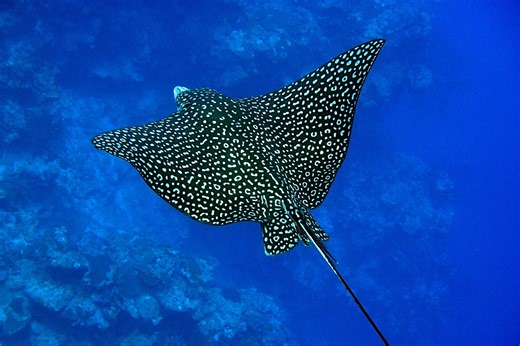 One of the largest rays in the world was spotted near Texas
