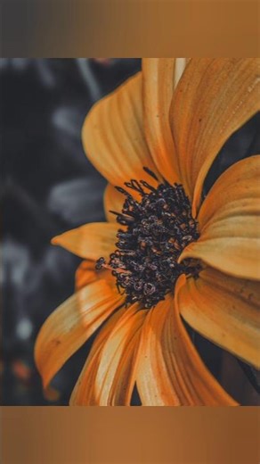 Close-Up Macro Flower Shot Tutorial 🤯 #tutorial #photographytutorial #photographytips #ytshorts