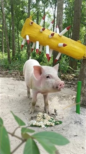 DIY wild pig trap using wood and rice #buildwildboartrap
