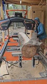 ​Wait for the Grain... Scarlet Oak on the HD38