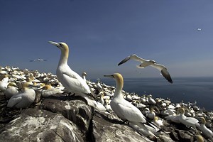 Comedy Pet Photography Awards