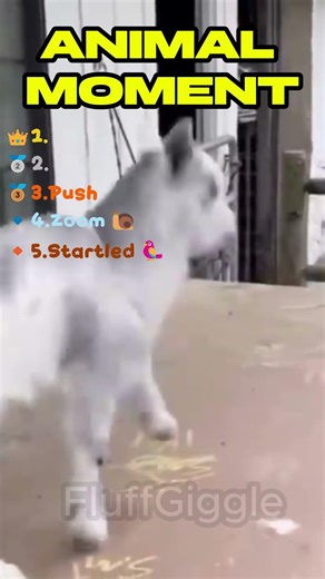 Funny Animal Reactions 🐾😂