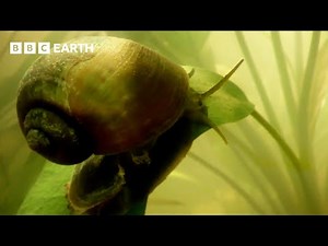 An Ecosystem On A Knife Edge | How Nature Works | BBC Earth Science