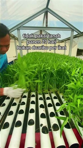 Konsep berkebun hidroponik memang cukup rumit jika di bandingkan dengan cara tanam biasa, namun
