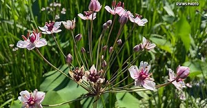 This pink flowering plant is actually an invasive species
