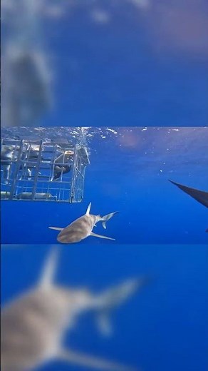 Cage Diving With Sharks in Hawaii 🦈 #sharkencounter #oahu #thrilling