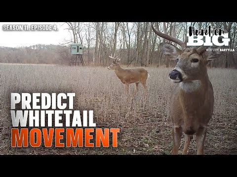 Predict Whitetail Movement All Season Long