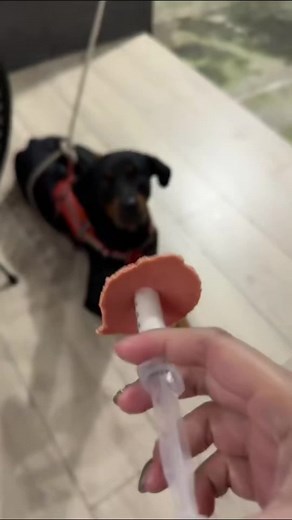 Funny Dogs Taking Medicine in Hilarious Ways