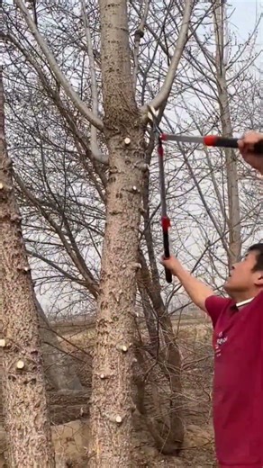 Baumfällung mit scharfem Cutter #Baum #Motorsäge #holzverarbeitung