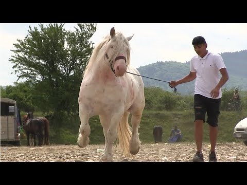 Cai grei 2022 Caiii D-lui Ion de la Iasi
