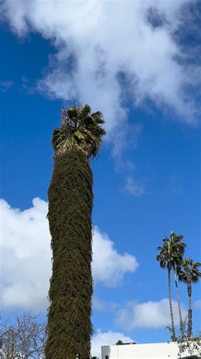 If you’re a baseball parent, you’ve probably asked yourself this question more than once: “Am I helping my son… or am I just in the way.... or worse.... is his development scattered by the wind?” You’ve done everything right on paper — the travel teams, the clinics, the private lessons. But deep down, you still wonder if it’s actually working. You want to give him every opportunity. But you don’t want to smother him. You don’t want to be that parent — the one living through their kid. And yet, y