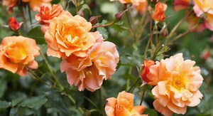 Comment tailler les rosiers qui ont poussé trop haut ?