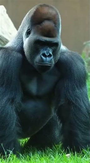 The man tries to lift a massive stone 💪Nature watches… and reacts 😳