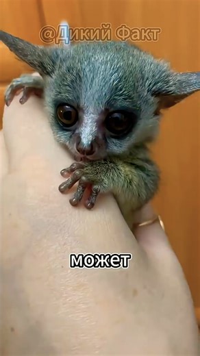 Галаго – Маленький Ниндзя с Пружинами вместо Лап #Животные #ФактыОЖивотных #shorts #дикийфакт