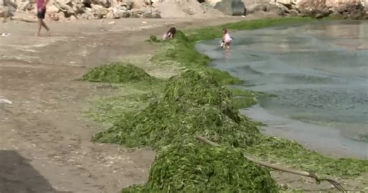 Plajele de pe litoral, invadate de alge. Turiștii se plâng că nu pot intra în apă