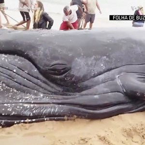 415K views · 900 shares | Beached whale returned to ocean off Brazil. | Voice of America | Facebook