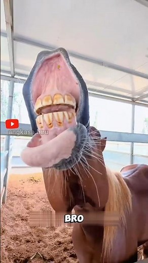 Super Funny Horse Expressions! From Lips to Relaxed Sitting. #animalfacts #horses #viralshorts