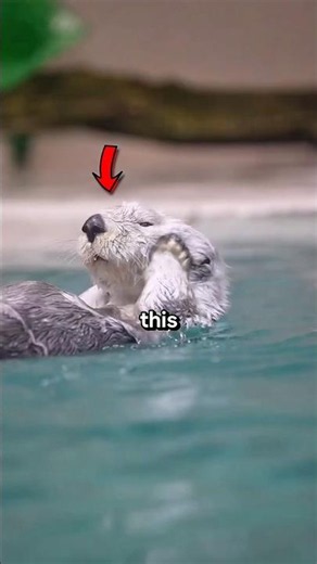 Otter Does Skincare