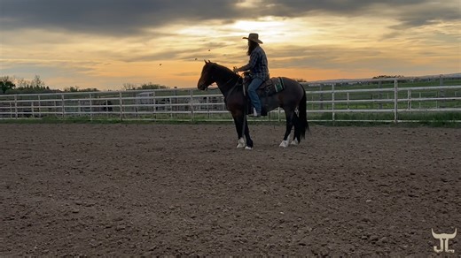 Alberta Wild Horse Trainers Challenge Ep. 5 Hapaco is getting steadier every day, he still has some insecurities that we are working through. But overall progress is steady. He is a cool mover, I am excited to see how to progress continues over the next couple weeks because I think he is going to really start shining soon! | Barjlhorsetraining
