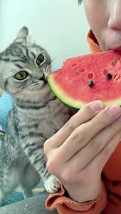 Cat Want To Eat Watermelon | Cat  Eating Moments | Cat Funny Moments | Cute Pets | Cute Animals #cat