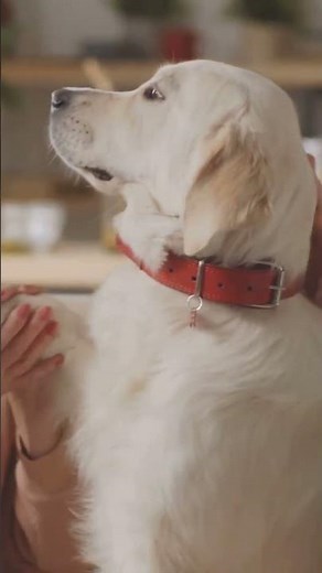 This Is Why Dogs Soothe Dementia