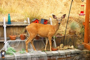 Protect Your Garden from Deer, Rabbits, Squirrels, and Other Wildlife | The Beginner's Garden
