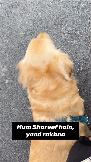 😈 The truth about these two #spaniel #goldenretriever #oakley