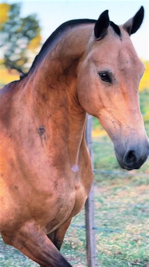 Videos de Jessica Lucero (@jessicalucero640) con “sonido original - Daviid Azamé”