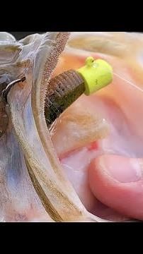 La pêche au Ned Rig : une technique redoutable sur le black-bass !