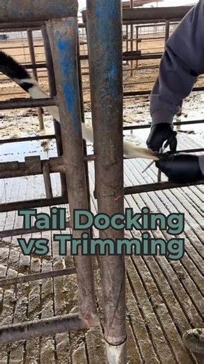 64K views · 574 reactions | There’s a big difference between trimming and docking a cow’s tail! ✂️ Trimming is just a haircut, keeping the tail neat. Docking, on the other hand, is an amputation and should only ever be done for medical reasons under veterinary care. #dairy #cows #tails #dairydoc #dairykind | Dairy Doc | Facebook