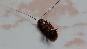 Dying Cockroach Stock Footage Video (100% Royalty-free) 2843725 | Shutterstock