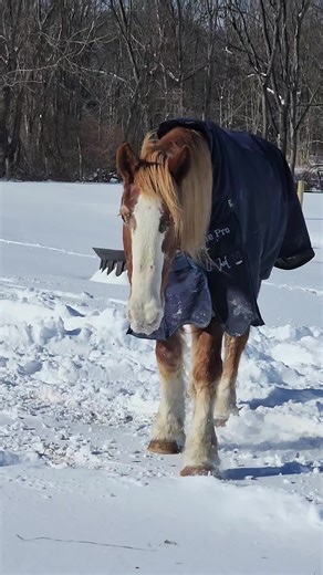 Community Farm (@percheronfarm2019)’s videos with original sound - Lyrics_for_you