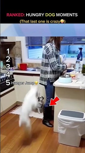 RANKED: HUNGRY DOG MOMENTS 🐶😂🥩 #hungrydog #funnydogs #dogbegging