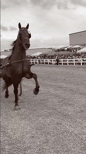 2023 Mid-Ohio Memorial Trotting Sale Promo Video