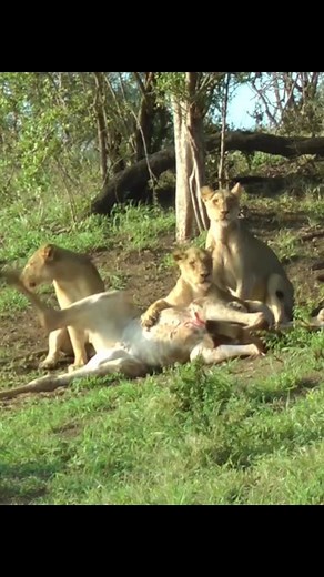 #animals #wildlife #lions | Lion TV Channel