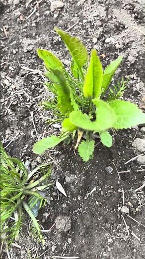 【家庭菜園】山わさび20日目 #gardening #再生栽培 #nature #庭作業 #山わさび #garden #家庭菜園 #春 #ニラ #farming