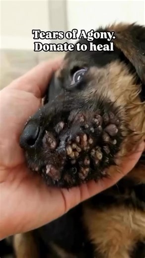 PawsForRescue on Instagram: "He cries silently, but his eyes tell a story words never could. 💔 This tiny soul was found trembling, covered in painful growths, struggling just to eat or breathe. Each whimper is a cry for help a cry for a chance to live without agony. No one deserves this kind of suffering. Every gentle touch brings him a small moment of comfort, but what he truly needs is medical treatment and care that costs $1,200. That’s the only way to end his pain and give him the li