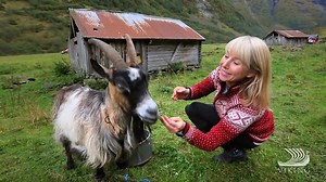 1.1K views · 13 reactions | Meet some of Norway’s lovable four-footed...