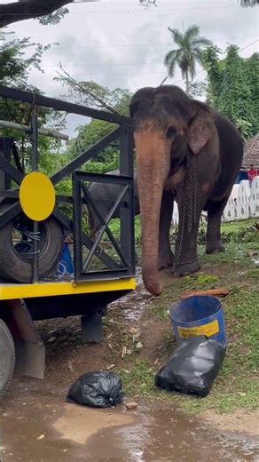 සද්දන්තයෙක් උනත් ලොරියට නගින්න බයයි වගේ 🫣❤️ | Suranimala✨ #elephant #shortvideo