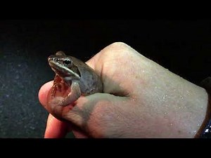Male wood frog making a release call
