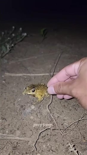 Boing catch frogs funny | froggy catch funny wep wep | funny froggy #shorts