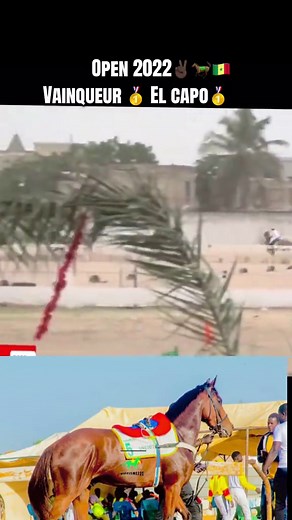 @ÉCURIE NDIAPP🩵🩷📸 @✪Le Photographe Des Éleveurs📸 @Abdoulaye Diaw❤️💍☘️🥤🧢 @Yamar Gaye @Mbaye Bü Khatim 🐎🇸🇳 @Dou☪️Fall🇸🇳pro⭐️💚 @papi_ecurie_reunie