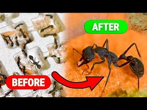 I Transformed my Bull Ant Colony (Before and After)