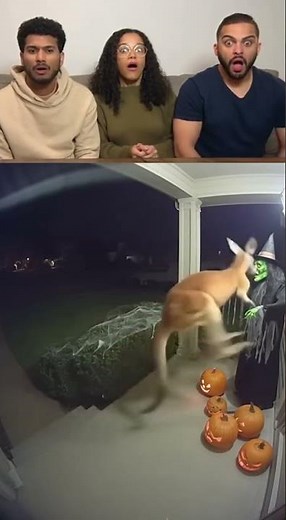 Kangaroo Kicks Spooky Halloween Witch!